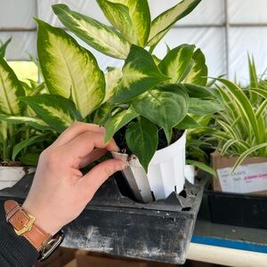 4” Dieffenbachia